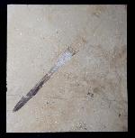 Hibolithes sp. (MONTFORT 1808) - Bild &copy; FossNet FossilienStore